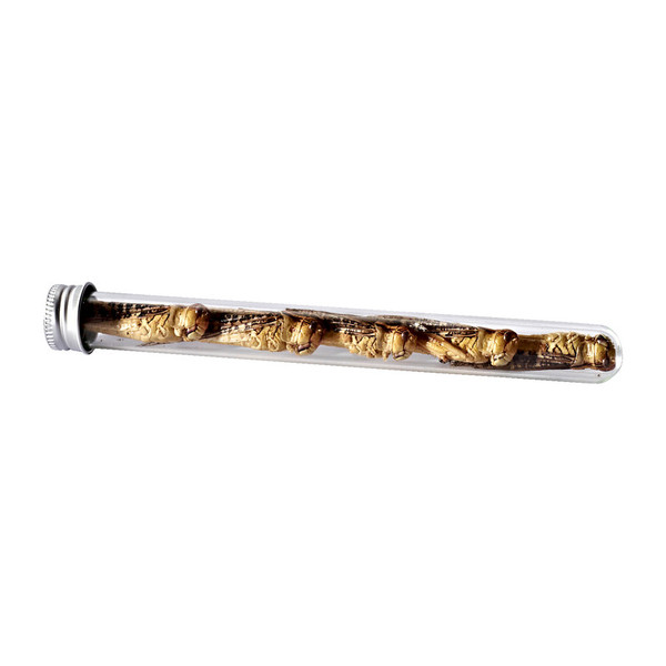Snack-Insects SAUTERELLE Ansicht 3