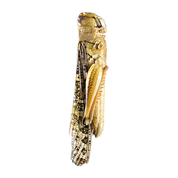 Snack-Insects SAUTERELLE Ansicht 4