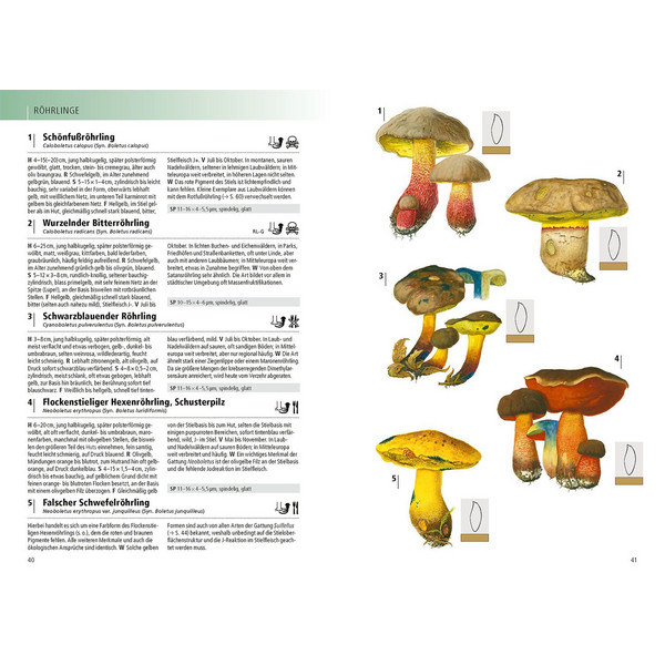 DAS KOSMOS-HANDBUCH PILZE - Pilz-Ratgeber Ansicht 5