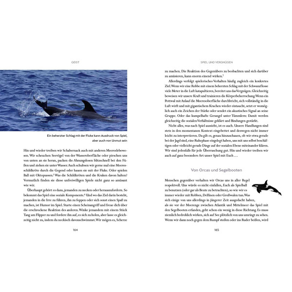 WIR WALE - Sachbuch Ansicht 7