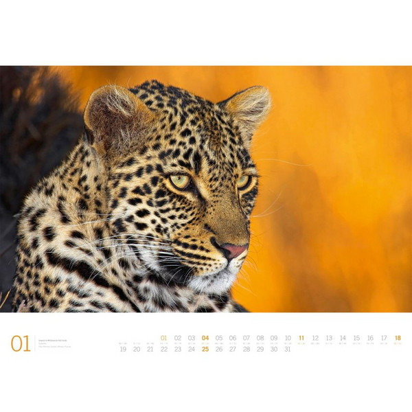 AFRIKA GALLERY 2026 - Kalender Ansicht 2