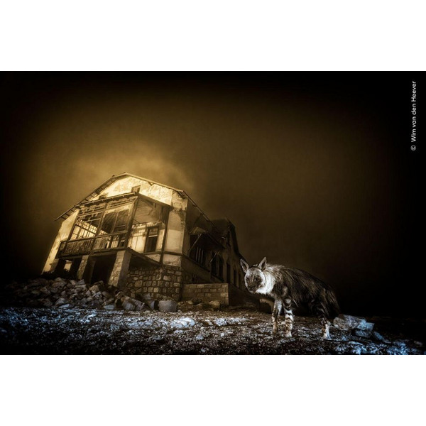 WILDLIFE FOTOGRAFIEN DES JAHRES - PORTFOLIO 35 - Bildband Ansicht 2