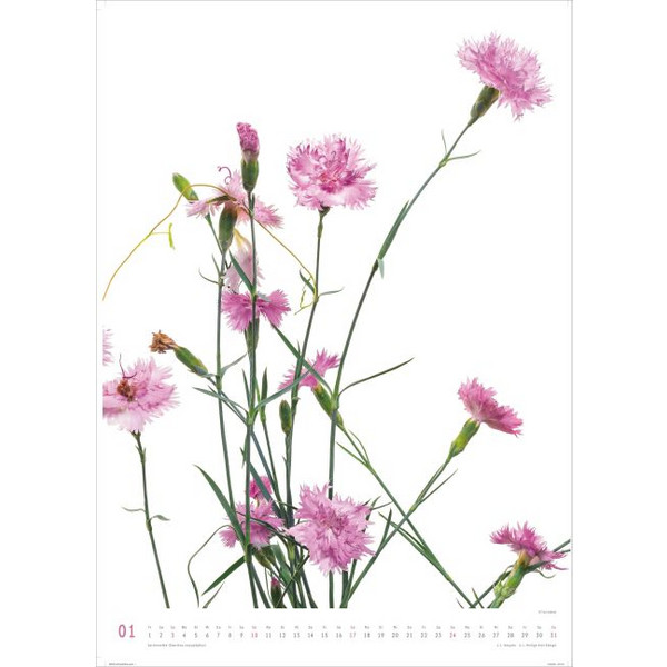 BEST OF FLORA 2027 - Kalender Ansicht 2