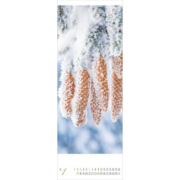 BÄUME 2027 - Kalender Ansicht 2