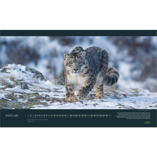 GEO EINZIGARTIGE TIERARTEN 2027 - Kalender Ansicht 2
