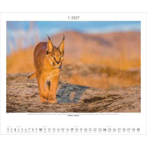 HAUTNAH - AFRIKAS WILDNIS 2027 - Kalender Ansicht 2