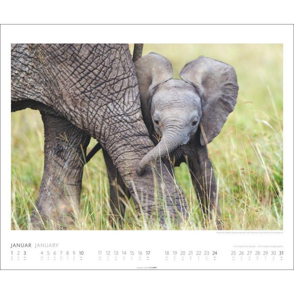 ELEFANTEN KALENDER 2027 Ansicht 2