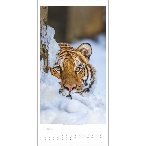 BIG CATS KALENDER 2027 Ansicht 2