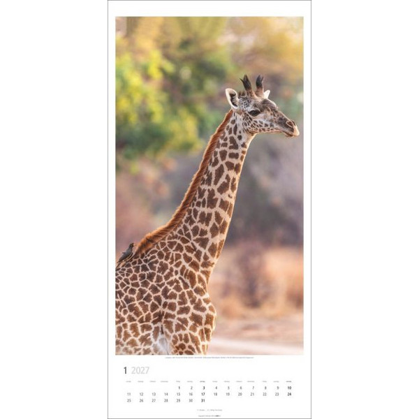 GIRAFFEN KALENDER 2027 Ansicht 2
