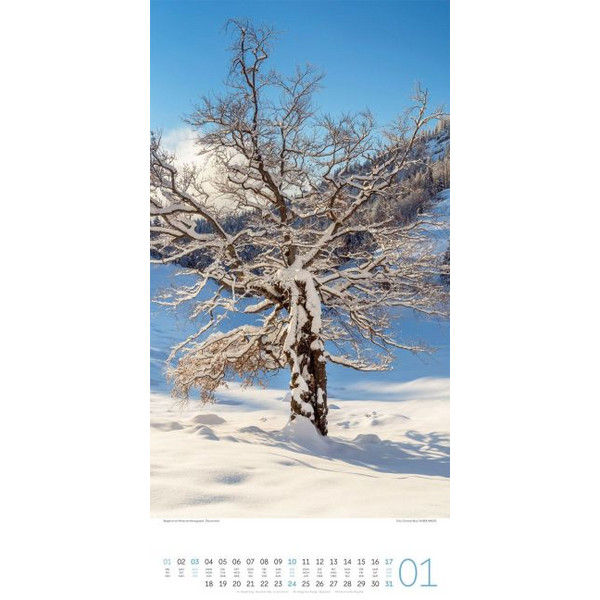 BÄUME KALENDER 2027 Ansicht 2