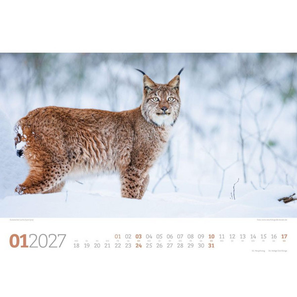 TIERWELT WALD KALENDER 2027 Ansicht 2