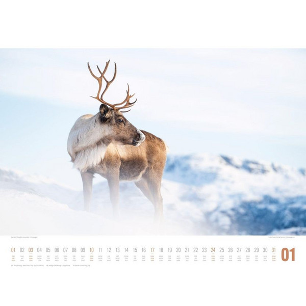 TIERWELT SKANDINAVIEN KALENDER 2027 Ansicht 2