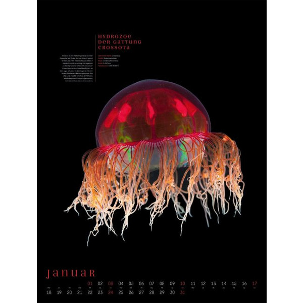 OZEANEO KALENDER 2027 | GEHEIMNISVOLLES MEER Ansicht 2